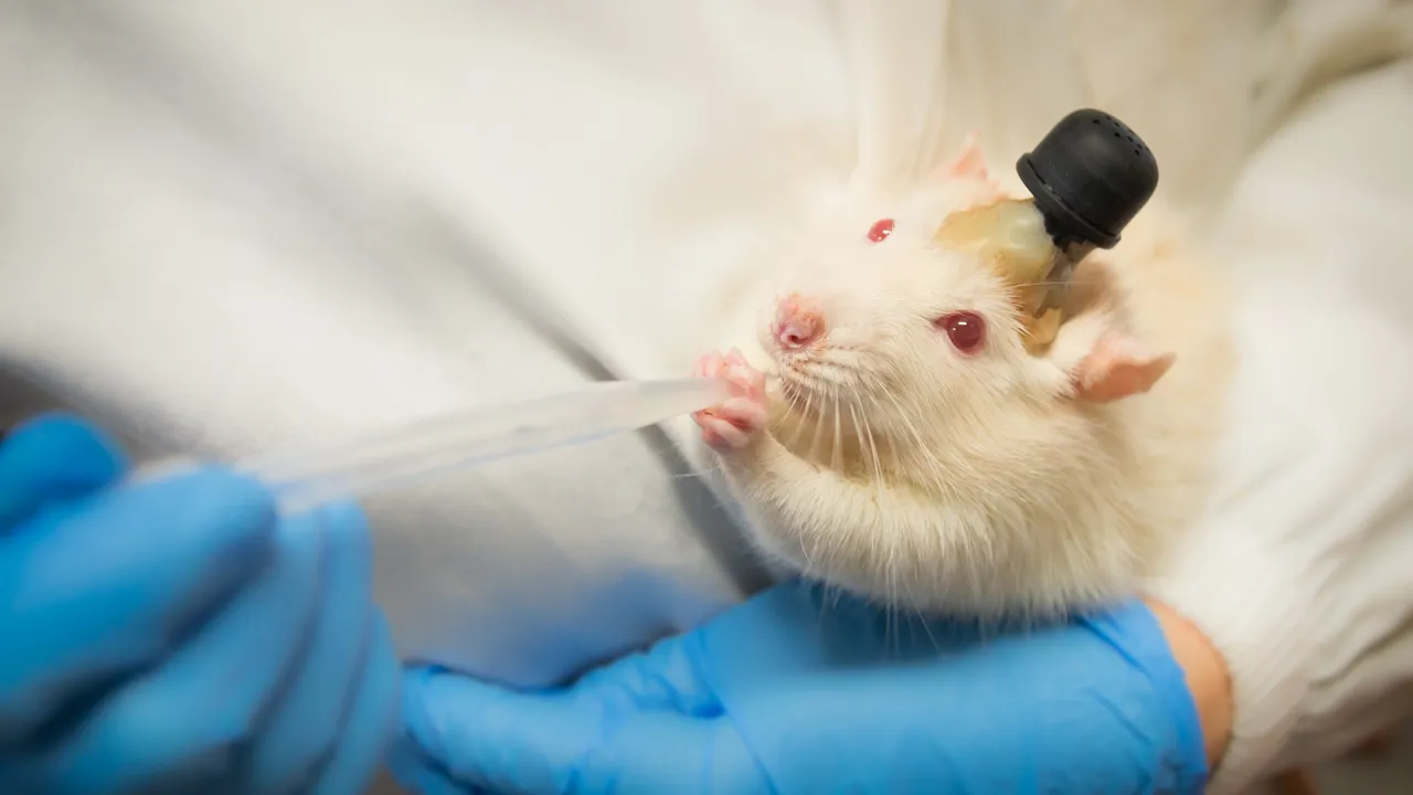 Laboratory rat