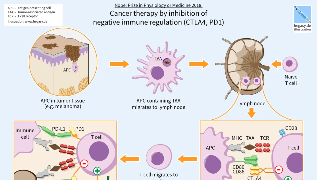 11 Hegasy CTLA4 PD1 Immunotherapy