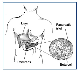 Educational diagram of pancreatic insulin-producing beta cells.